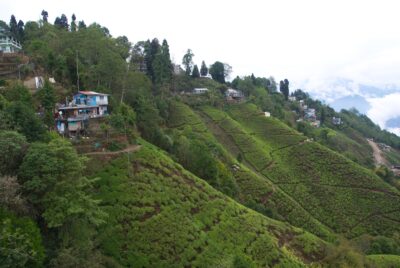 darjeeling tea