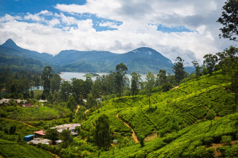 ceylon tea