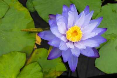 blue lotus tea