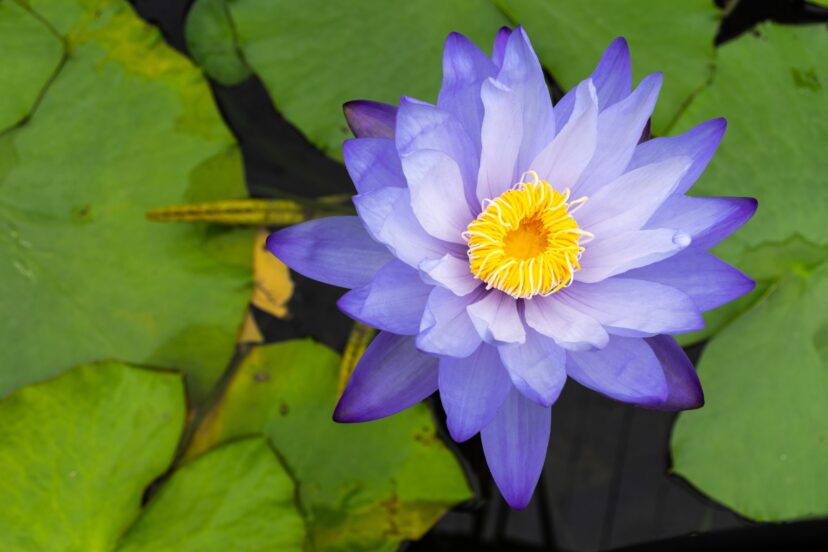 blue lotus tea